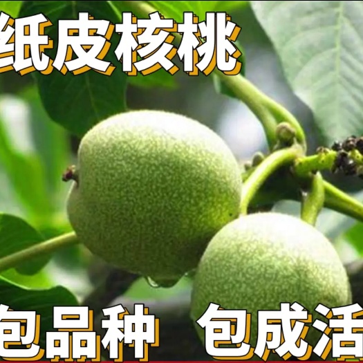 平邑县 【保真苗】纸皮核桃苗庭院地栽种植阳台盆栽嫁接薄皮特大果树