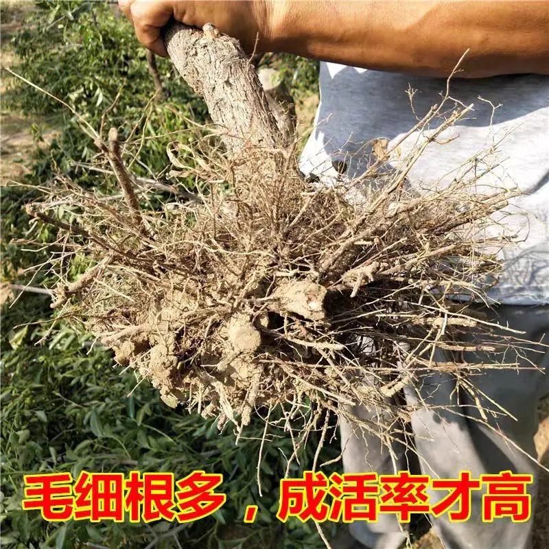  【保真苗】黑柿苗庭院地栽种植嫁接无核甜脆果树当年结果