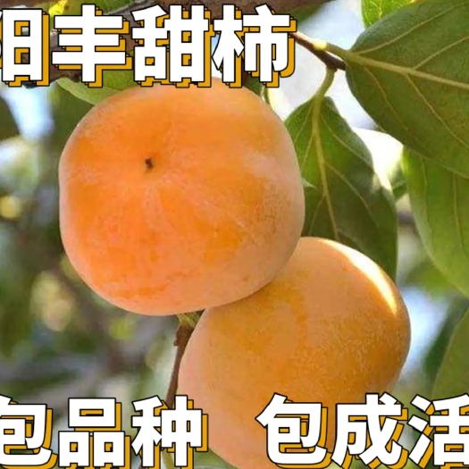 平邑县 【保真苗】阳丰甜柿苗庭院地栽种植嫁接无核甜脆果树当年结果