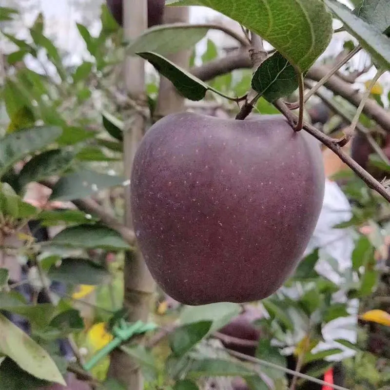 黑钻苹果树苗 黑钻苹果苗南北方庭院地栽种植阳台盆栽嫁接薄皮特大果树