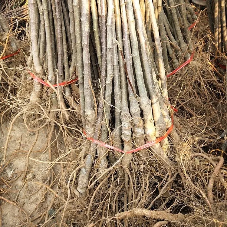 黑钻苹果树苗 黑钻苹果苗南北方庭院地栽种植阳台盆栽嫁接薄皮特大果树