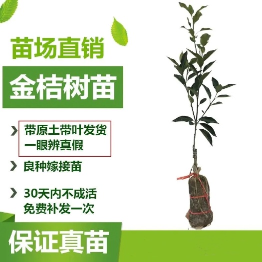 平邑县脆密金桔苗 【保真苗】脆蜜金柑苗庭院地栽种植柑橘特大带果当年结果