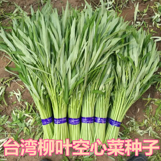 济南柳叶空心菜种子四季抗热竹叶空心菜大叶空心菜籽易种孑高产