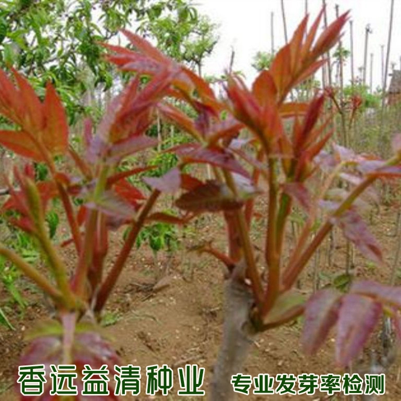 沭阳县香椿种子红油香椿种子种子包邮自家采摘