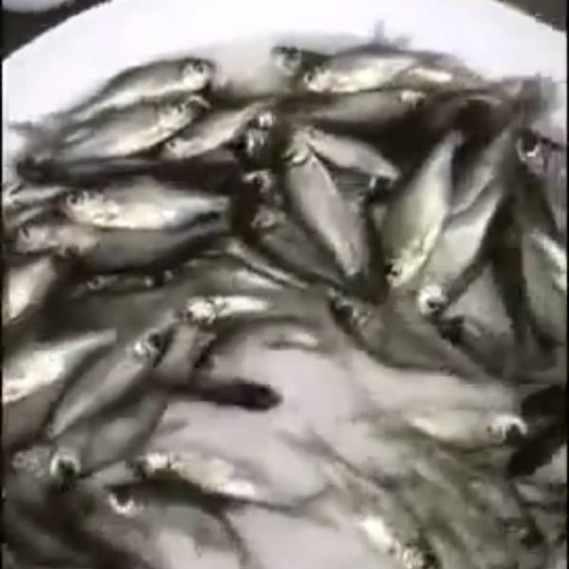 鹤山市鳊鱼苗 三角边鱼量大从优，价格可议