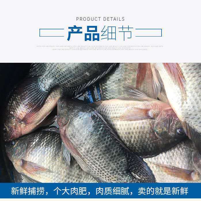 鲷鱼  海鲜罗非鱼水产批发 罗非鱼三去餐饮快递食用鱼 批发