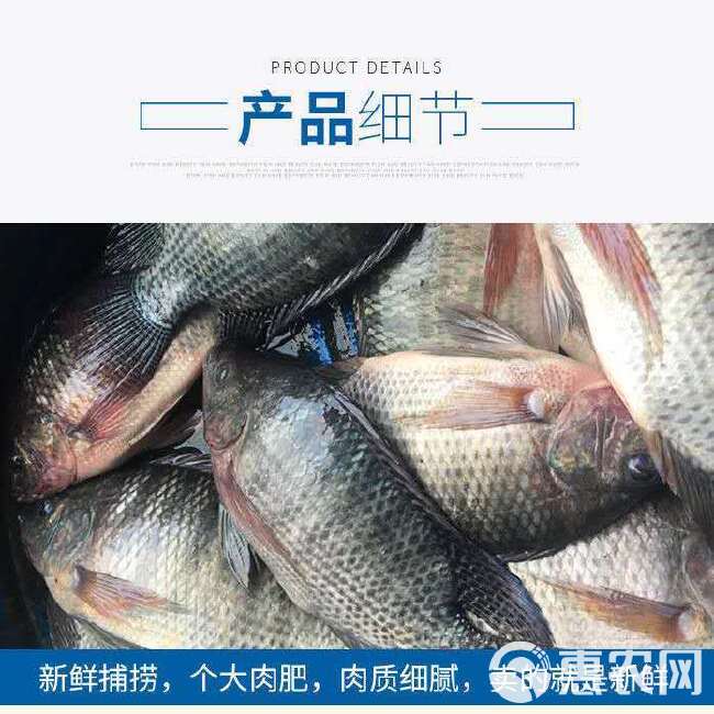 鲷鱼  海鲜罗非鱼水产批发 罗非鱼三去餐饮快递食用鱼 批发