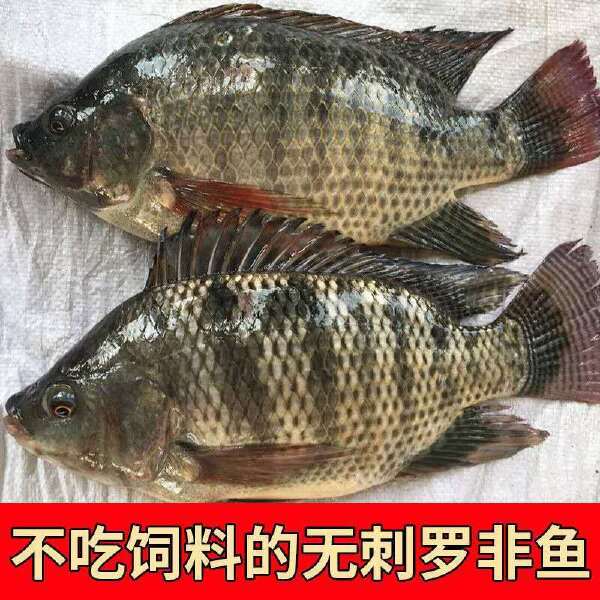 鲷鱼  海鲜罗非鱼水产批发 罗非鱼三去餐饮快递食用鱼 批发