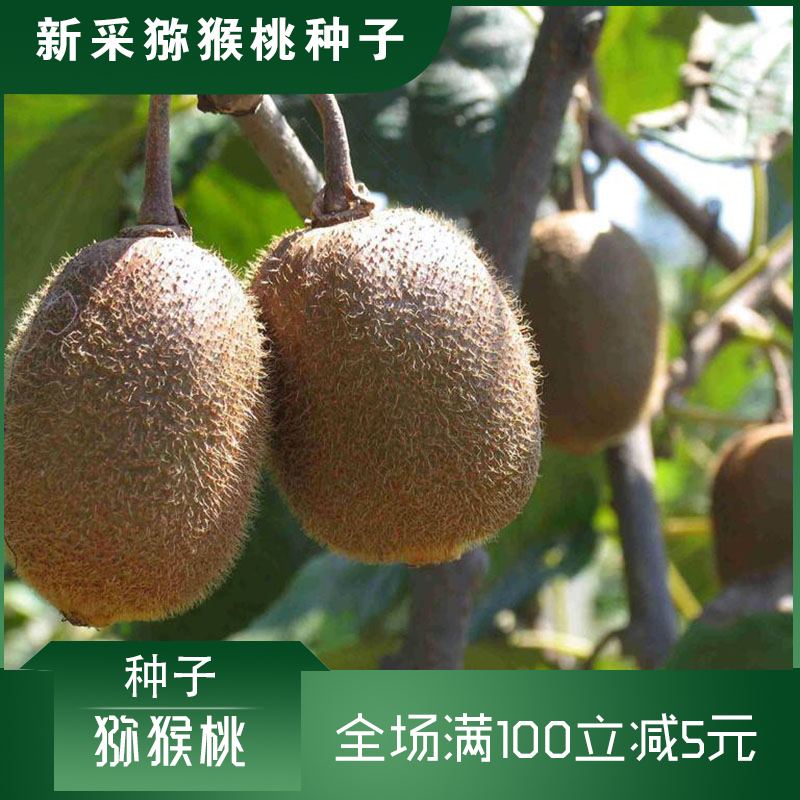 沭阳县猕猴桃种子猕猴桃新种子包邮批发产地直供
