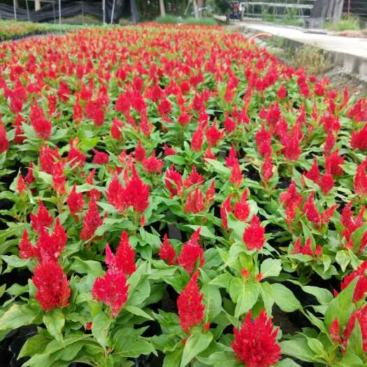 成都其它苗木  火炬花价格 成都火炬花 火炬花苗木价格 绿化苗木供应