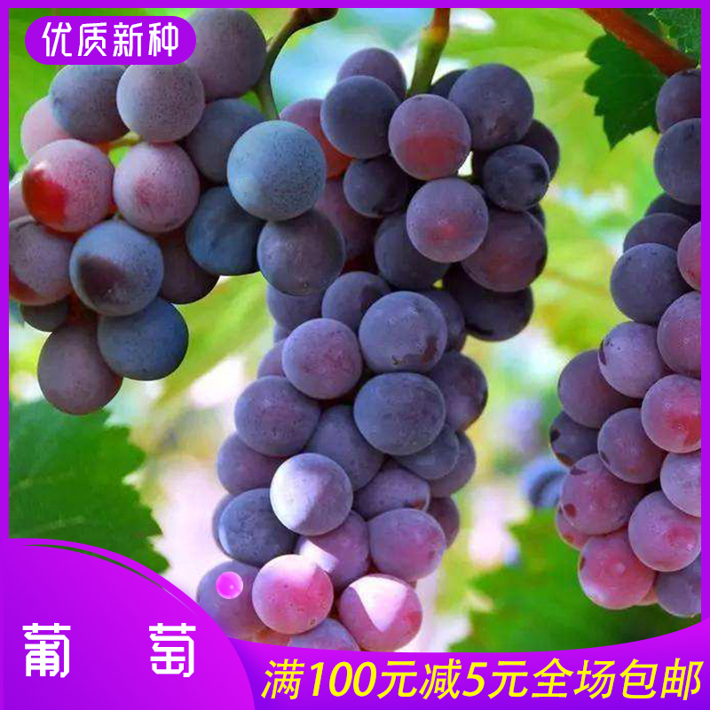 沭阳县葡萄种子葡萄新种子葡萄种子包邮批发