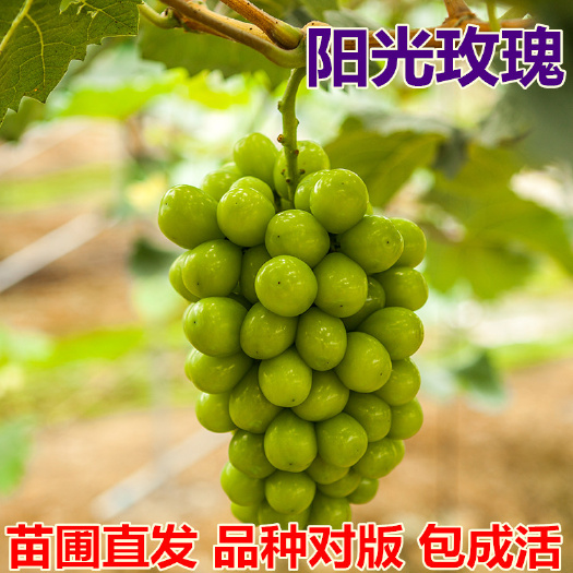 平邑县阳光玫瑰葡萄苗 晴王葡萄苗基地直销 品种对版 保湿发货