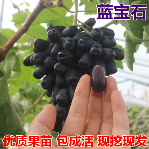 平邑县蓝宝石葡萄苗 基地直销 现挖现发 拒绝假苗