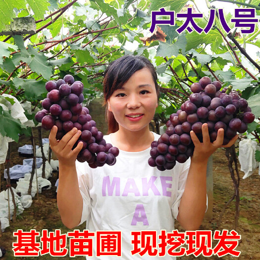 平邑县户太八号葡萄苗 品种对版 不要再买假苗了！