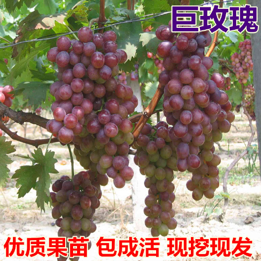 平邑县巨玫瑰葡萄苗 基地直销 保湿发货 拒觉假苗