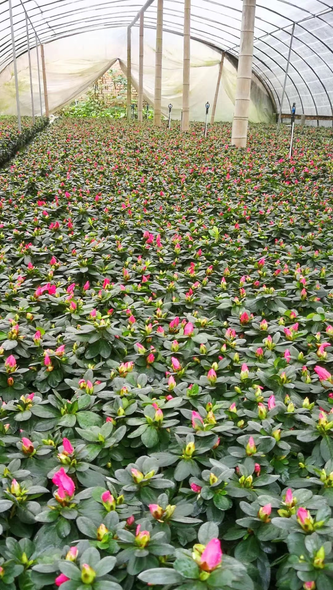 成都西洋鹃种植基地 比利时杜鹃优惠批发 一手货源优惠价格