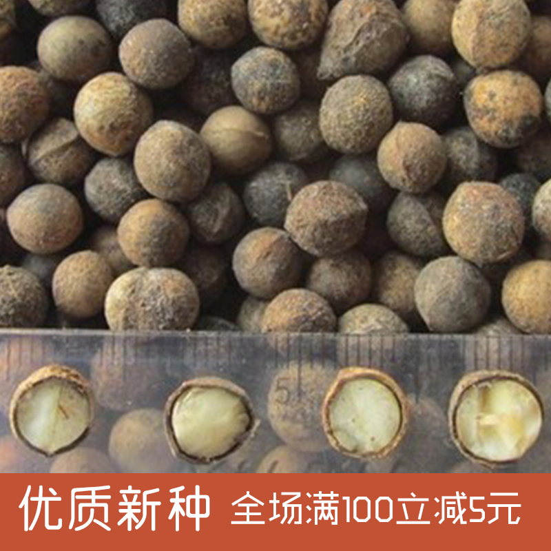 沭阳县香樟种子  香樟新采种子包邮批发厂家直供大叶香樟小叶香樟