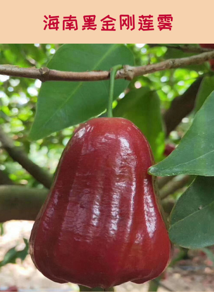 【顺丰/京东空运】海南黑金刚莲雾非黑珍珠泰国4/5斤包邮