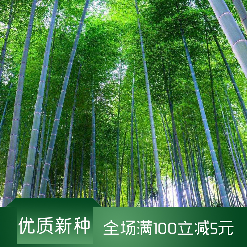 沭阳县毛竹种子新种子包邮景观造景批发产地直发提供资料