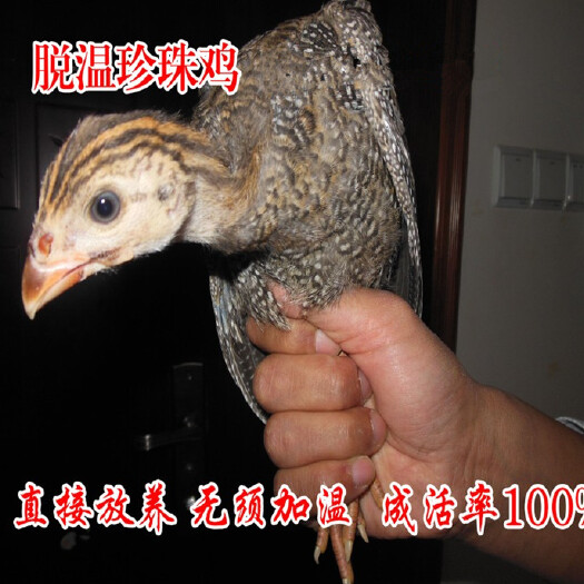 嘉祥县鸡苗  商品珍珠鸡 脱温鸡珍珠幼仔 半大鸡珍珠棉鸡幼崽鸡