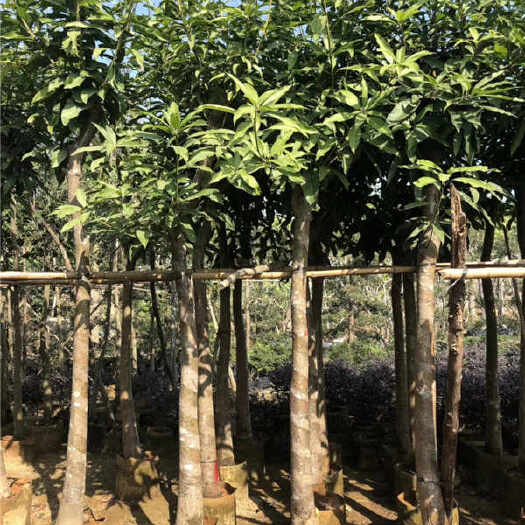 普宁市风景芒果苗 芒果树袋苗产地批发米径10公分12公分芒果树袋苗
