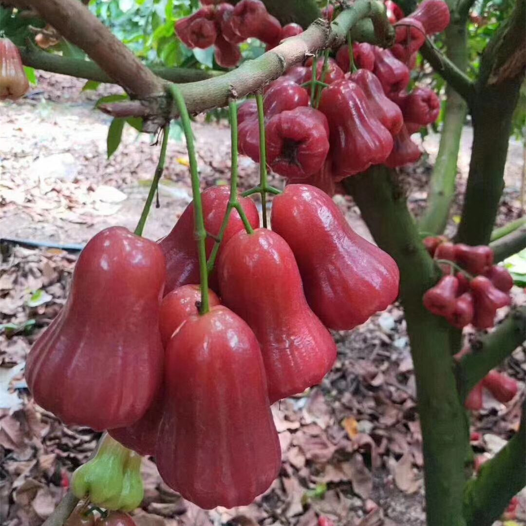 【顺丰/京东空运】海南黑金刚莲雾非黑珍珠泰国4/5斤包邮