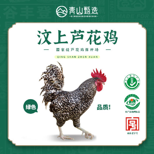 汶上县 纯种散养山东汶上芦花母鸡 土鸡白条鸡