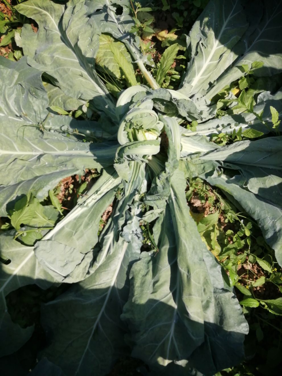 老师你好花菜腐烂要用什么药好