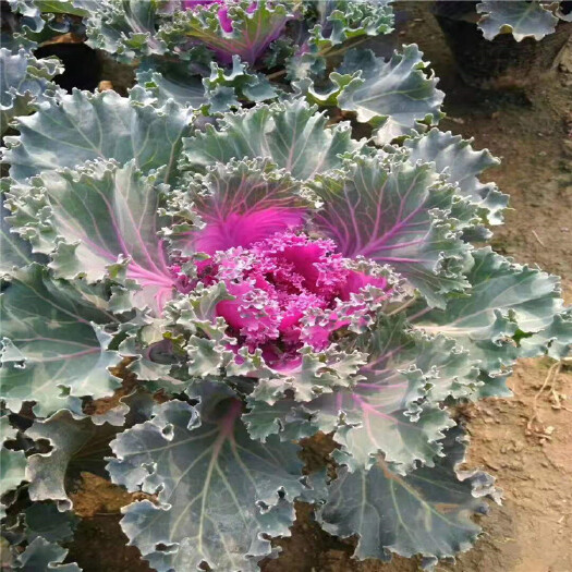 青州市 草花租摆羽衣甘蓝 山东羽衣甘蓝批发种植基地 耐寒花卉羽衣甘蓝