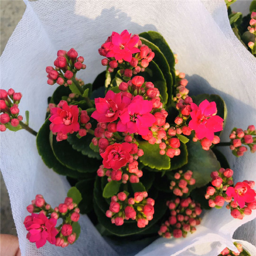 青州市 长寿花盆栽花苗 室内阳台桌面植物 重瓣长寿花苗花卉四季开花卉