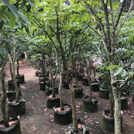 普宁市普通龙眼苗 云南龙眼树苗批发商市场 云南龙眼树苗产地供应商