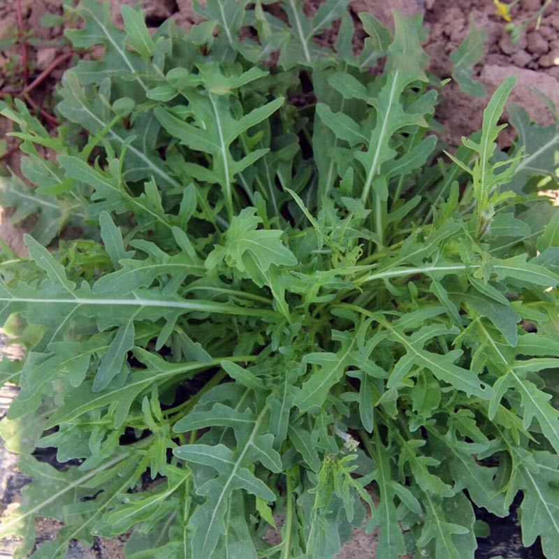 济南小叶芝麻菜种子  意大利芝麻菜种籽 生菜盆栽阳台野菜种子耐寒