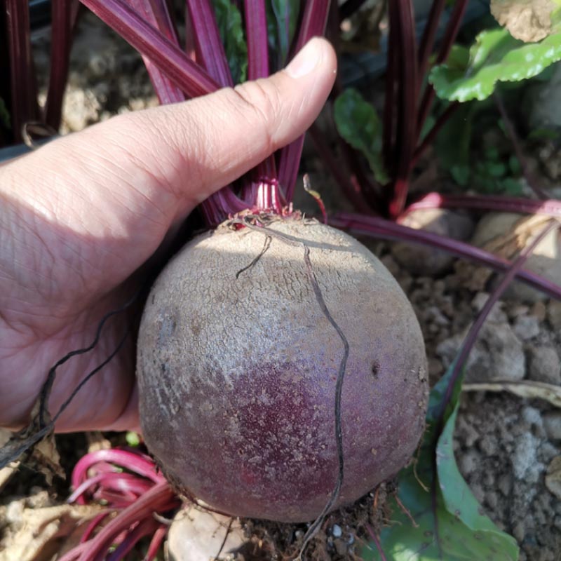 甜菜种子 红甜菜根种子 血头菜紫菜红菜头四季播种籽春季秋