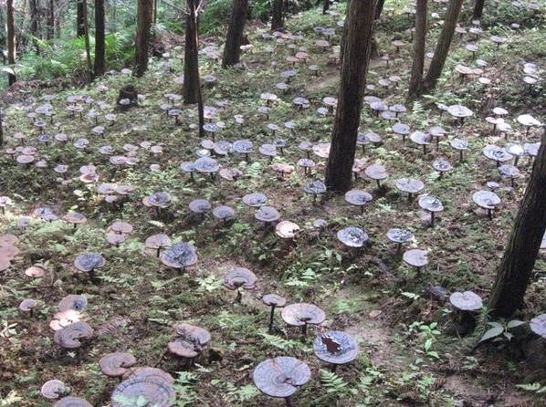 融水县灵芝菌种 融水县深山采摘野生灵芝