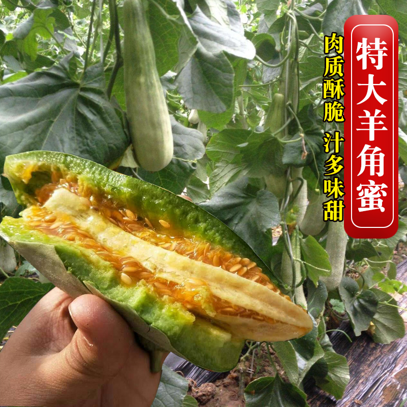 羊角蜜甜瓜种籽羊角酥甜瓜种子香瓜苗密正品春季四季水果种孑