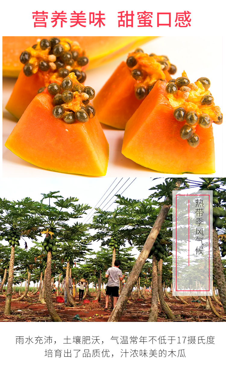 【顺丰/京东快递】海南红心牛奶木瓜5斤10斤一件代发