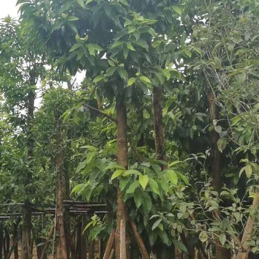 普宁市 黄角兰哪里有 白兰花树苗培育基地 白兰花袋苗产地批发商