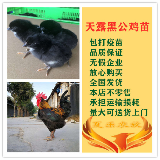 广州黑土2号鸡苗  黑土鸡苗天露黑鸡孵化厂直供包打马立克疫苗送开口药