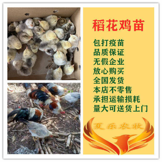 广州稻花鸡苗  孵化厂直供包打马立克疫苗送开口药