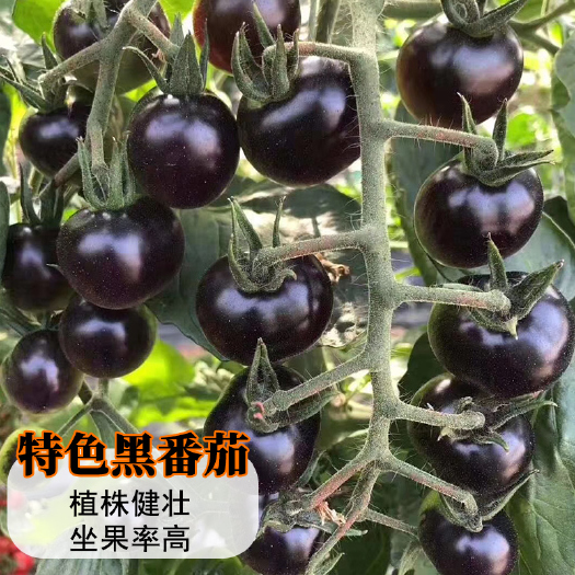 黑珍珠西红柿种子  黑骑士樱桃黑番茄种子四季黑西红柿种苗种籽盆栽水果春季蔬菜种孑