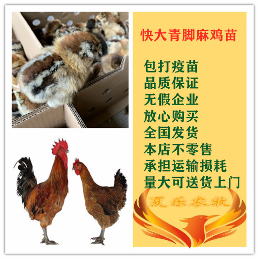 广州麻鸡苗  快大青脚鸡苗孵化厂直供包打马立克疫苗送开口药