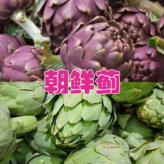 洋蓟种子  绿朝鲜蓟种子美国法国洋百合蔬菜种籽菊四季春播秋冬季盆栽孑