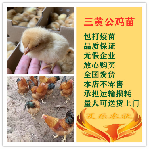 广州三黄鸡苗土鸡公苗孵化厂直供包打疫苗送开口药