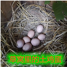 封开县 山场放养土鸡蛋