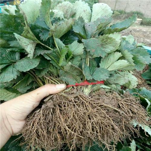 沭阳县 红颜草莓苗   茆圩草莓基地直发