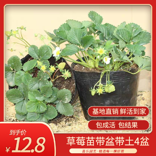 沭阳县 红颜草莓苗 杯苗 四季种植