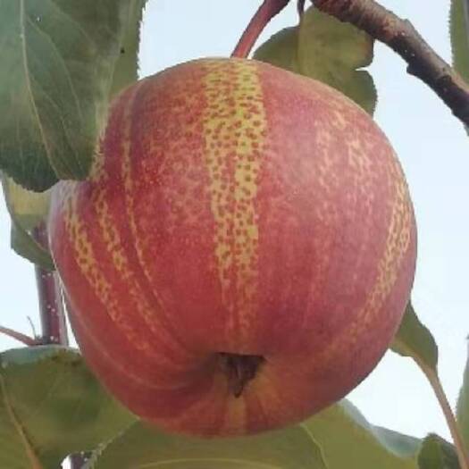 泰安早熟脆甜当年结果的早酥红梨苗南北方可种植售后技术指导