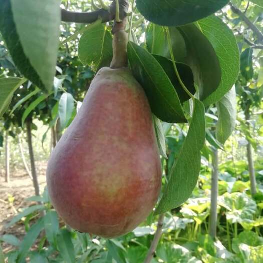 泰安 外皮鲜红香甜可口的早红考蜜斯香梨庭院阳台全国可种植的梨树苗