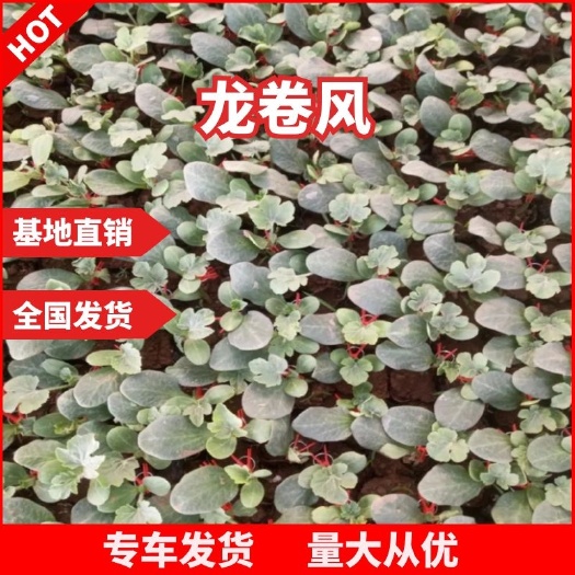 宿州龙卷风西瓜苗抗病性好，耐重茬能力强，选用砧木培育
