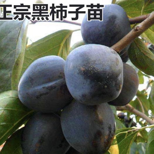 平邑县 黑柿苗柿子树苗嫁接苗易成活适应南北方种植